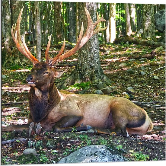 Dibond - Liggend Hert in de Bossen - Foto op Aluminium (Wanddecoratie van metaal)