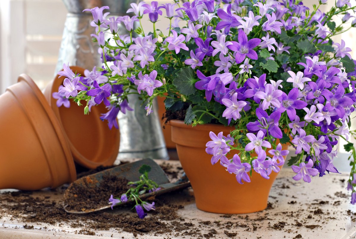 6x Campanula Ambella Intense Purple Klokjesbloem Bodembedekker