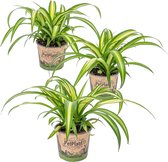 Graslelie | Chlorophytum 'Hawaiian' 3 stuks - PetFriendly - Kamerplant ⌀12 cm - ↕25 cm
