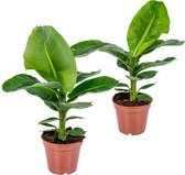 Bananenplant - Musa 'Tropicana' per 2 stuks | Tropische kamerplant in kwekerspot ⌀17 cm - 60-70 cm