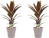 Kamerplanten van Botanicly – 2 × Cordyline Fruticosa Rumba incl. taupe sierpot als set – Hoogte: 40 cm