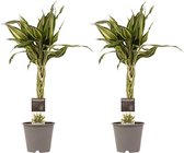 Kamerplanten van Botanicly – 2 × Drakenboom – Hoogte: 45 cm – Dracaena Sandriana Victory
