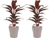 Kamerplanten van Botanicly – 2 × Cordyline Fruticosa Mambo incl. taupe sierpot als set – Hoogte: 40 cm