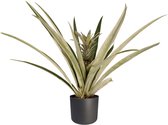 Ananas Champaca met Elho B.for soft antracite
