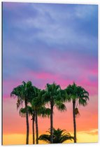 Dibond - Hoge Palmbomen met Mooie Zonsondergang Op de Achtergrond - 60x90cm Foto op Aluminium (Met Ophangsysteem)