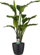 Kamerplant van Botanicly – Paradijsvogelbloem incl. sierpot zwart als set – Hoogte: 75 cm – Strelitzia Nicolai