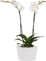 Orchidee wit in pot