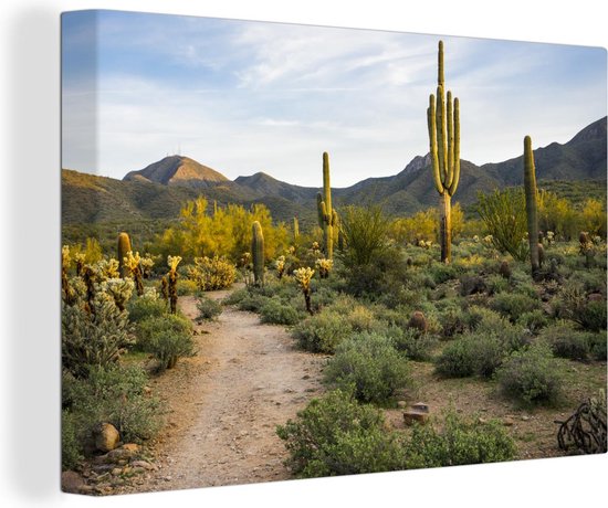 Canvas Schilderij Saguaro cactussen in het ochtendlicht - 120x80 cm - Wanddecoratie