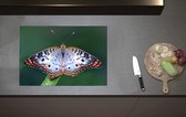 Inductieplaat Beschermer - Anartia jatrophae Blauw met Bruine Vlinder - 70x52 cm - 2 mm Dik - Inductie Beschermer van Vinyl