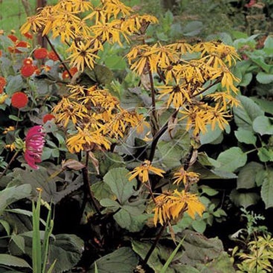 12x Kruiskruid (Ligularia dentata 'Desdemona') - P9 pot (9x9)