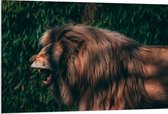 WallClassics - Plaque Mousse PVC - Lion Berbère Rugissant - 120x80 cm Photo sur Plaque Mousse PVC