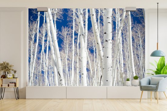 Papier peint Papier peint photo en vinyle - Forêt en Aspen avec bouleaux largeur 390 cm x hauteur 260 cm - Tirage photo sur papier peint (disponible en 7 tailles)