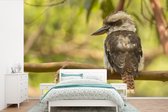 Papier peint vinyle - Un kookaburra ou martin-pêcheur dans la nature australienne largeur 390 cm x hauteur 260 cm - Tirage photo sur papier peint (disponible en 7 tailles)