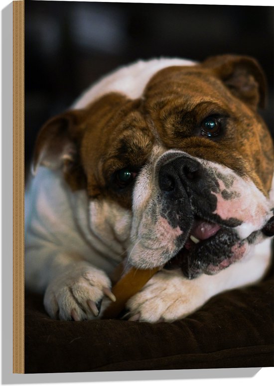 WallClassics - Hout - Bruin met Witte Hond met een Snoepje in zijn Mond - 40x60 cm - 9 mm dik - Foto op Hout (Met Ophangsysteem)
