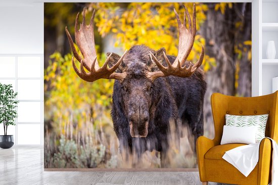 Papier peint - Papier peint photo peint - Orignal dans un paysage d'automne - Largeur 325 cm x hauteur 260 cm