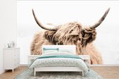 Behang - Fotobehang Schotse hooglander - Dieren - Vacht - Breedte 295 cm x hoogte 220 cm