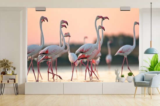 Flamants roses au coucher du soleil 330x220 cm