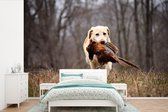 Behang - Fotobehang Labrador vangt fazant - Breedte 360 cm x hoogte 240 cm