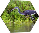 WallClassics - Dibond Hexagon - Blauwe Reiger lopend in het Water - 60x52.2 cm Foto op Hexagon (Met Ophangsysteem)