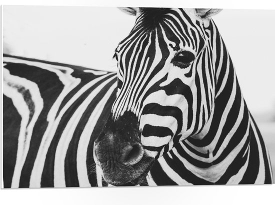 WallClassics - PVC Schuimplaat- Zwart met Witte Zebra - 75x50 cm Foto