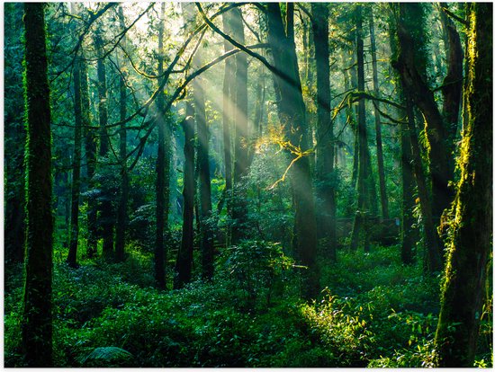 Poster (Mat) - Stralen van de Zon door Bomen in Groenkleurig Bos - 80x60 cm Foto op Posterpapier met een Matte look