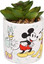 Mickey Mouse en vrienden - Kunstbloem, vetplant in pot 7,5x11 cm
