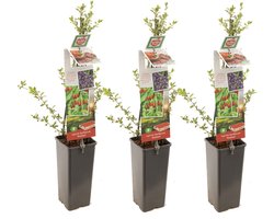 Goji bes/ Boksdoorn (Lycium barbarum) - kleinfruit - fruitstruik - zelf fruit kweken - 3 stuks