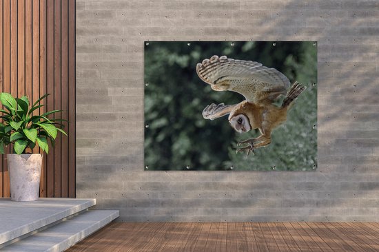 Attaque chouette 160x120 cm XXL / Groot taille!