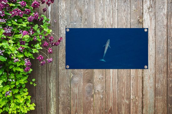 Une baleine bleue d'en haut Poster de jardin 60x30 cm - petit - Toile de jardin / Toile d'extérieur / Peintures pour l'extérieur (décoration de jardin)