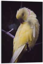 WallClassics - Verre acrylique - Perroquet jaune sur branche - Photo 50 x 75 cm sur verre acrylique (avec système de suspension)