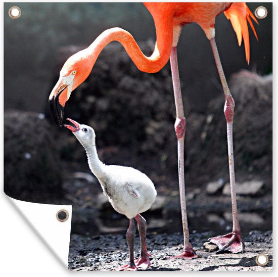 Tuin poster Moeder flamingo voedt haar baby - 200x200 cm - Tuindoek - Buitenposter
