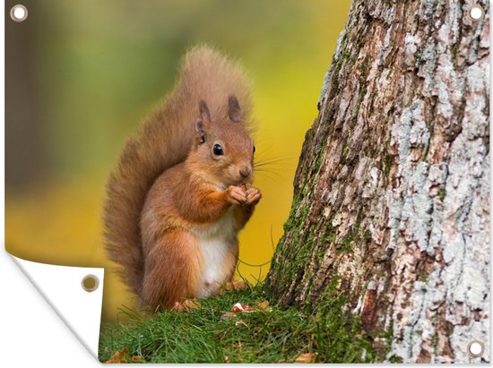 Affiche de jardin Écureuil - Écureuil roux dans la nature 80x60 cm - Toile de jardin / Toile d'extérieur / Peintures pour l'extérieur (décoration de jardin)