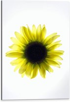 Dibond - Biovenaanzicht van een Gele Zonnebloem met Witte Ondergrond - 40x60 cm Foto op Aluminium (Met Ophangsysteem)