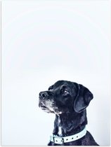 WallClassics - Poster Glanzend – Zwarte Hond met Witte Achtergrond - 30x40 cm Foto op Posterpapier met Glanzende Afwerking