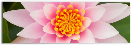 Dibond - Bovenaanzicht van Roze Lotus Bloem - 60x20 cm Foto op Aluminium (Wanddecoratie van metaal)