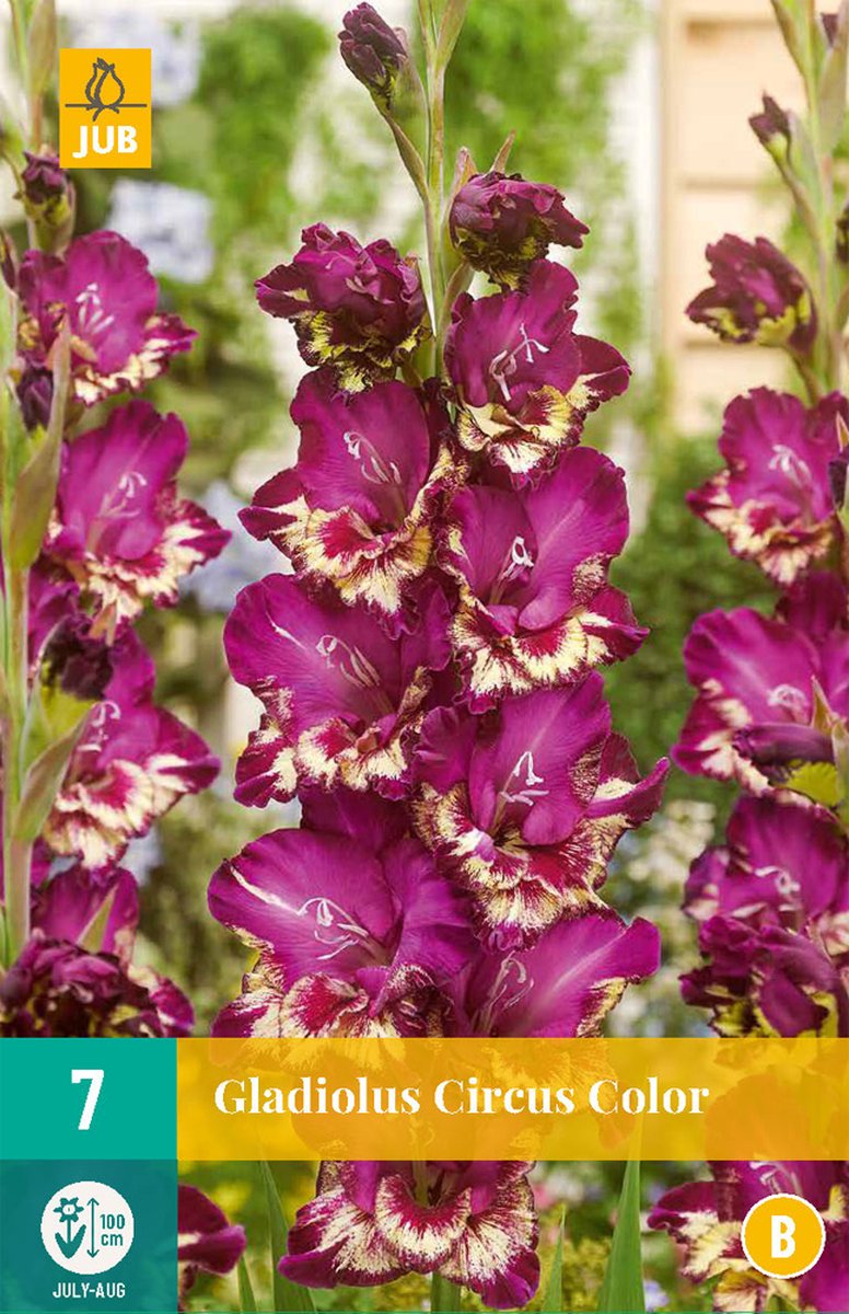 Gladiolus circus color - 7st - Bloembollen - JUB Holland