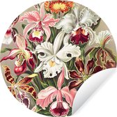 WallCircle - Muurstickers - Behangcirkel - Bloemen - Ernst Haeckel - Vintage - Orchidee - 50x50 cm - Muurcirkel - Zelfklevend - Ronde Behangsticker