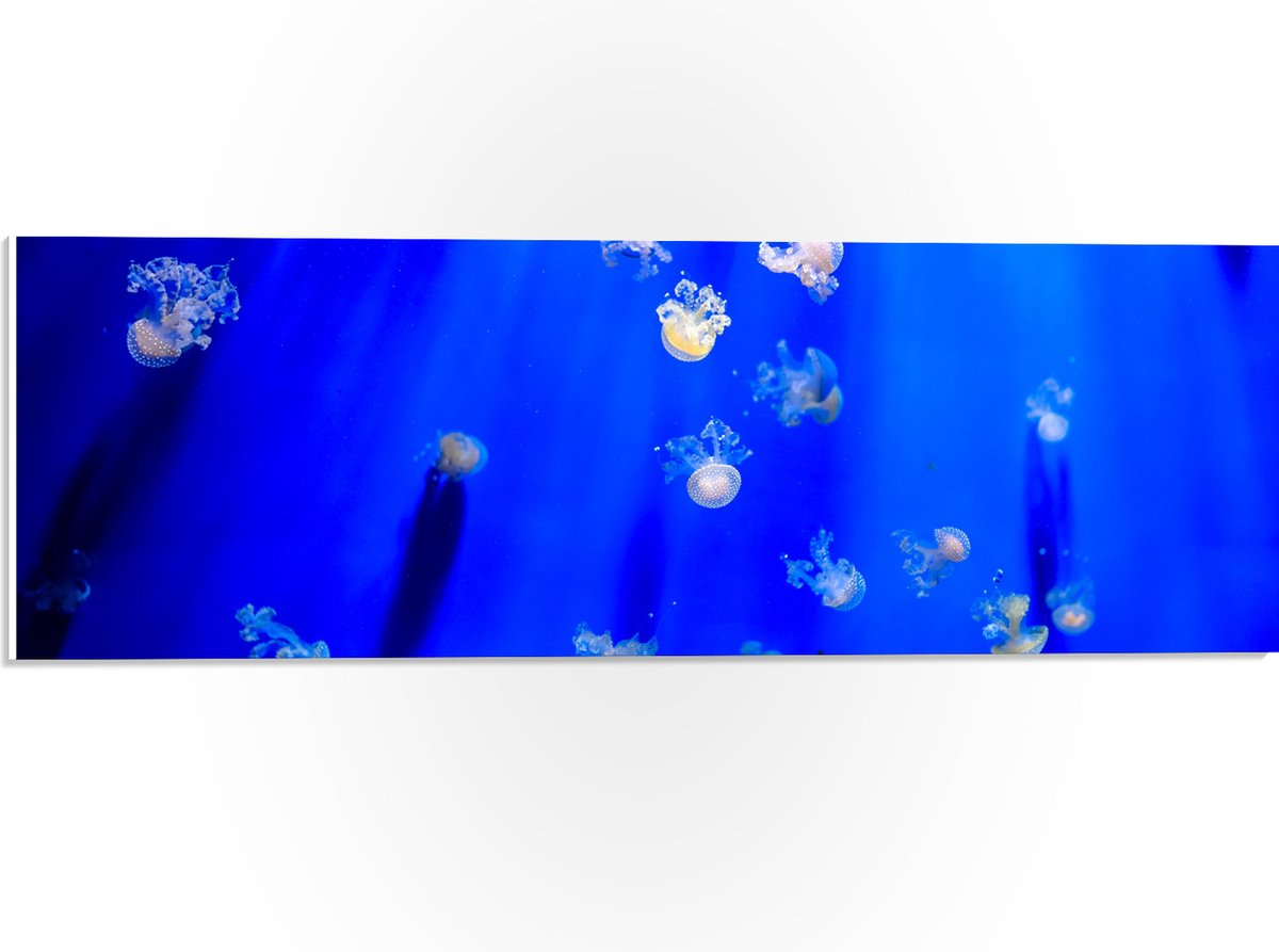 PVC Schuimplaat - Groep Mini Kwallen in het Aquarium - 60x20 cm Foto op PVC Schuimplaat (Met Ophangsysteem)
