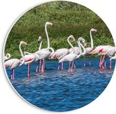 PVC Schuimplaat Muurcirkel - Groep Flamingo's in het Water - 20x20 cm Foto op Muurcirkel (met ophangsysteem)