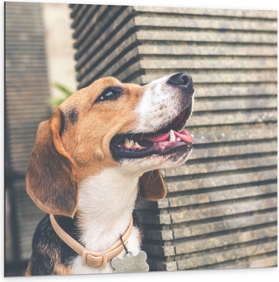 WallClassics - Dibond - Wegkijkende Beagle Hond - 100x100 cm Foto op Aluminium (Met Ophangsysteem)