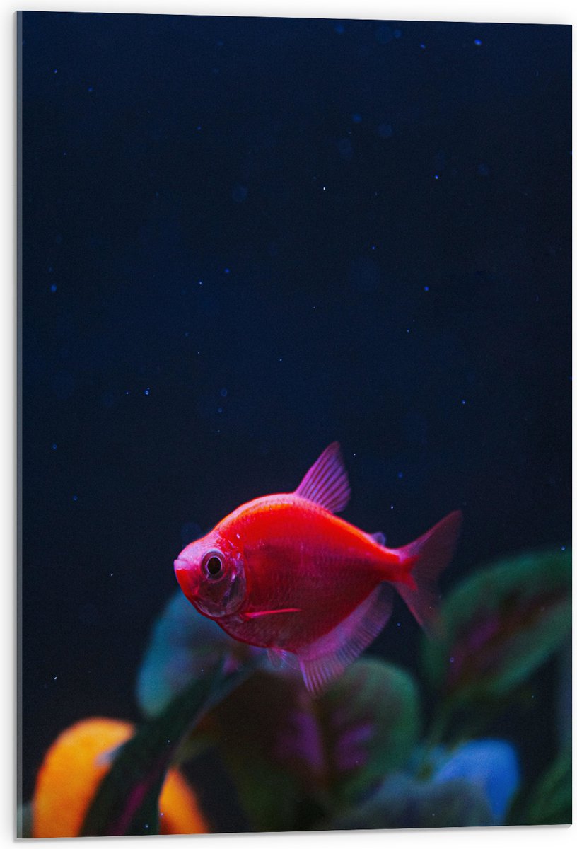 Acrylglas - Rode Vis in Aquarium - 50x75 cm Foto op Acrylglas (Met Ophangsysteem)