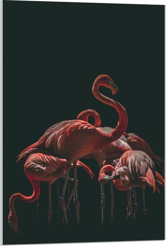 WallClassics - Acrylglas - Roze Flamingo's met Zwarte Achtergrond - 60x90 cm Foto op Acrylglas (Wanddecoratie op Acrylaat)