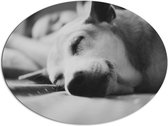 WallClassics - Dibond Ovaal - Slapende Hond - Zwart Wit - 96x72 cm Foto op Ovaal (Met Ophangsysteem)