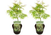 Plant in a Box - Plant in a Box - Acer palmatum 'Ukigumo' - Set van 2 - Japanse Esdoorn winterhard - Groene bladeren - Pot 19cm - Hoogte 50-60cm