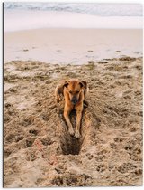 Dibond - Gravende Hond op het Strand - 60x80 cm Foto op Aluminium (Met Ophangsysteem)