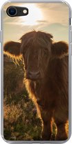 Coque iPhone 7 - Scottish Highlander - Sunset - Herbe - Siliconen