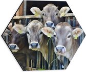 WallClassics - Dibond Hexagone - Étable pleine de vaches - Photo 30x26,1 cm sur Hexagone (avec système de suspension)