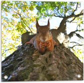 WallClassics - Tuinposter – Rode Eekhoorn liggend op een Boom - 50x50 cm Foto op Tuinposter (wanddecoratie voor buiten en binnen)
