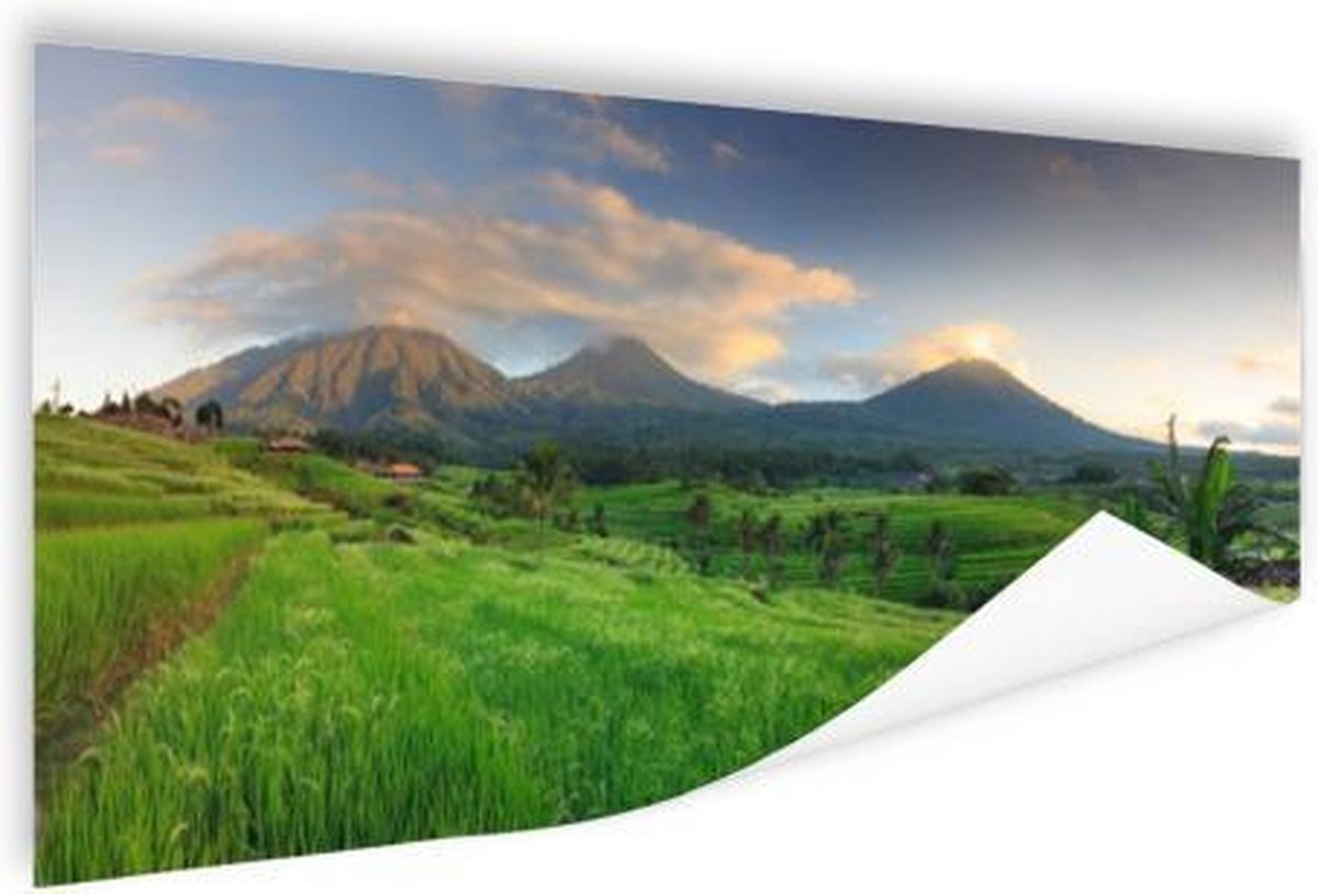 Poster Rijsveldenop Bali - 80x40 cm