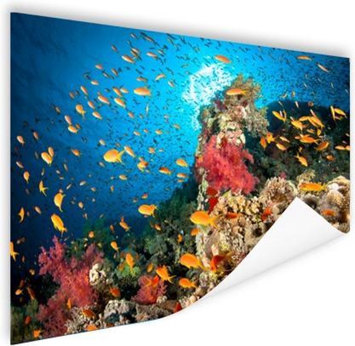 Poster Koraal met vissen - 120x90 cm